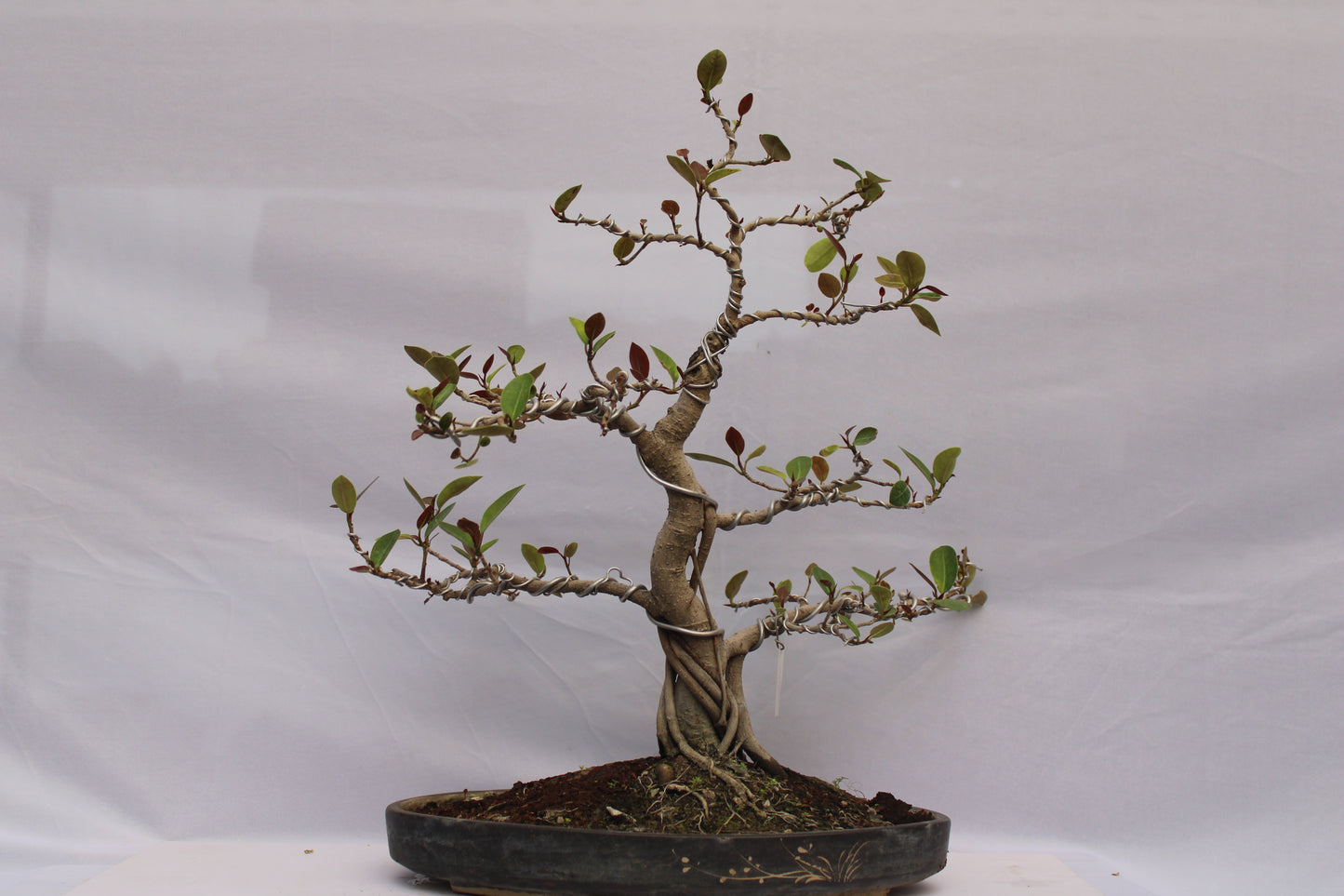BONSAI AUSTRALIAN SILVER FICUS
