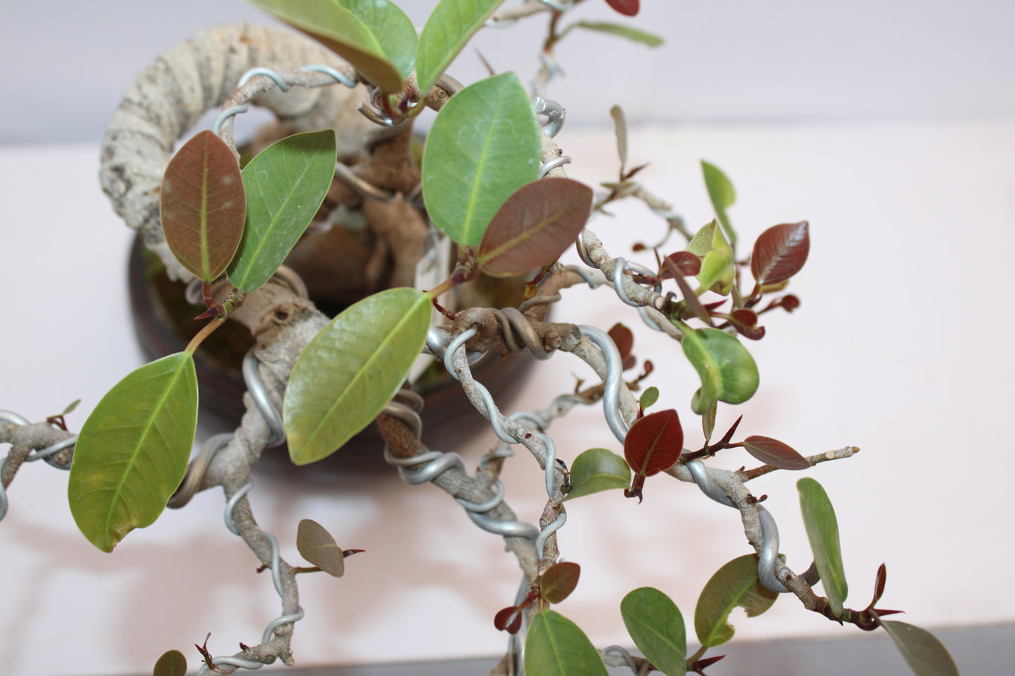 Australian Silver Ficus Bonsai | Root Over Rock Bonsai Tree | Premium Wired Bonsai | Indoor Outdoor Decorative Plant