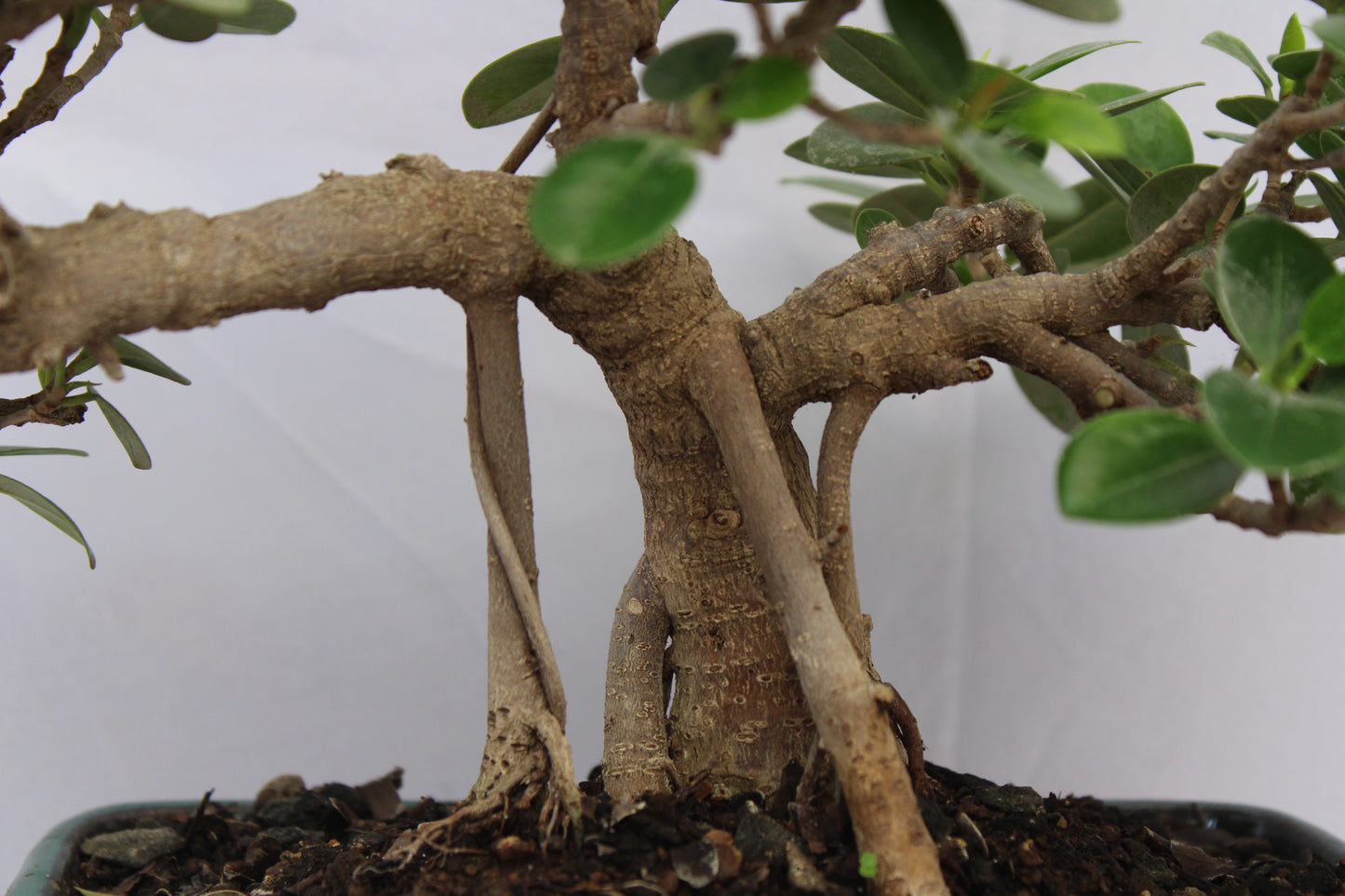 Ficus Long Island Bonsai Tree | Indoor Decorative Bonsai | Premium Ceramic Pot | Easy Care Live Plant