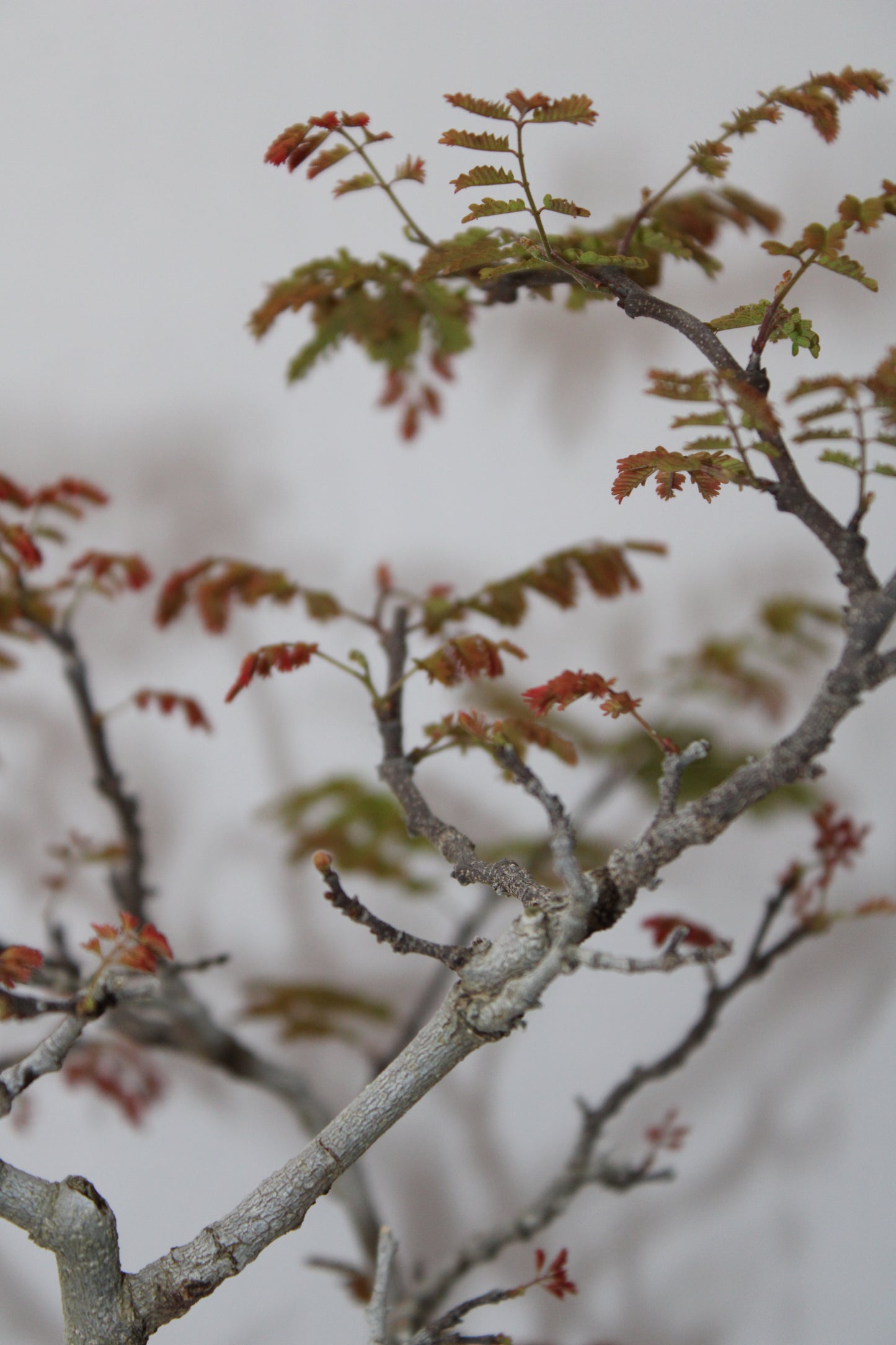 Indian Maple Bonsai Tree (Acer) – Handcrafted Artistic Bonsai with Seasonal Red Foliage | Premium Indoor/Outdoor Décor