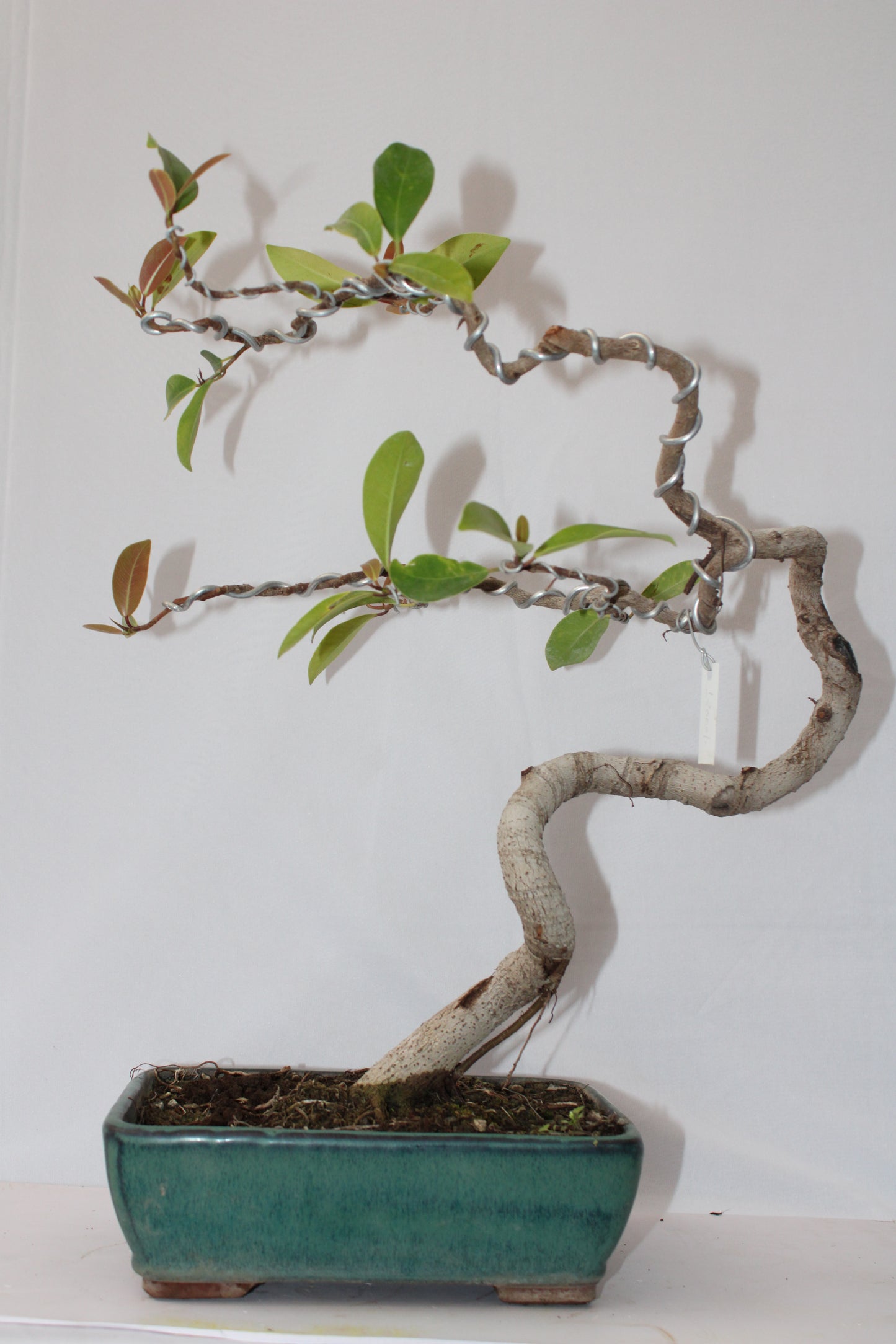 Australian Silver Ficus Bonsai – Unique Shaped Trunk | Wired Styling | Premium Ceramic Pot | Chamunda Nursery and Farm