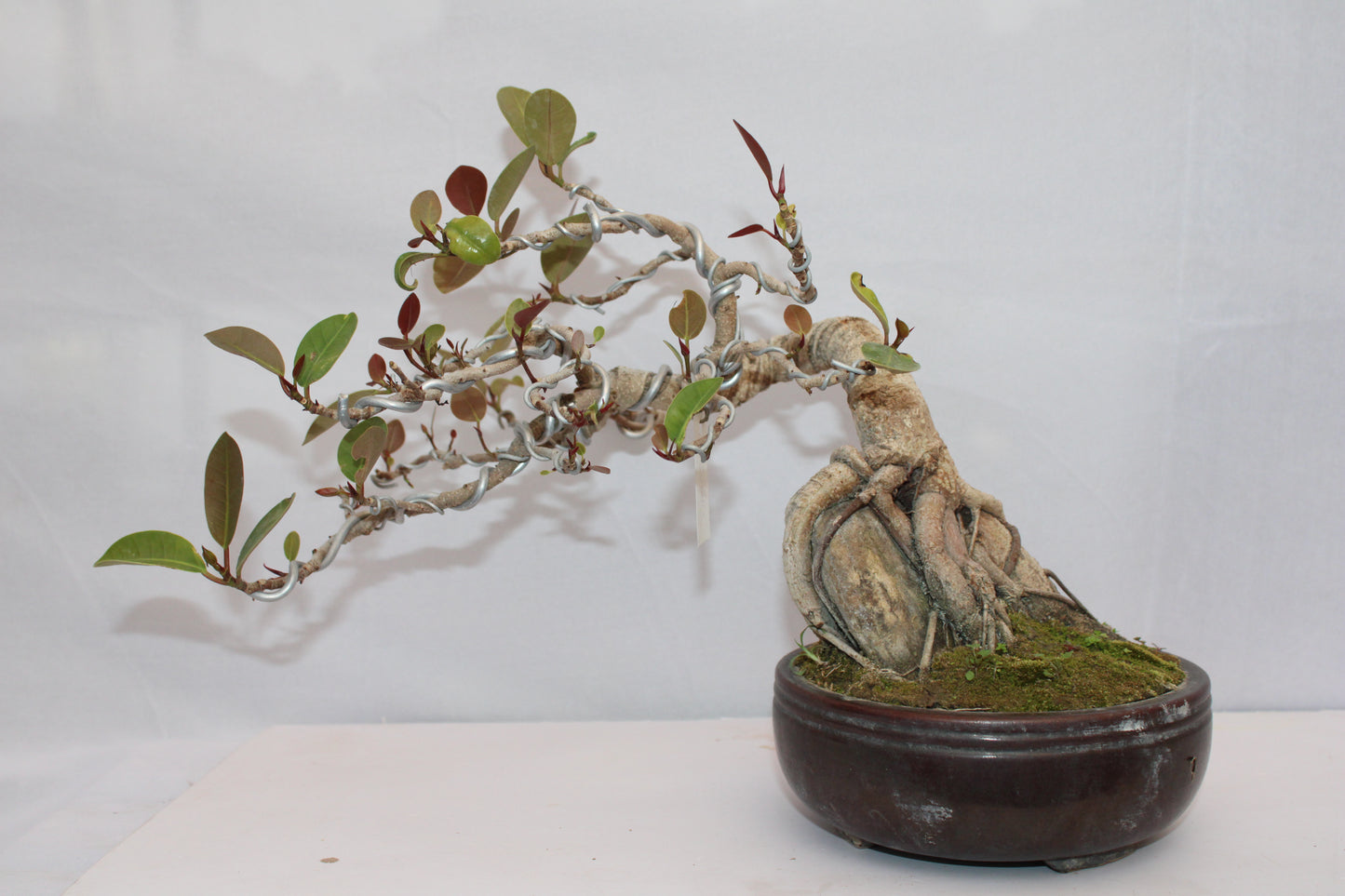 Australian Silver Ficus Bonsai | Root Over Rock Bonsai Tree | Premium Wired Bonsai | Indoor Outdoor Decorative Plant
