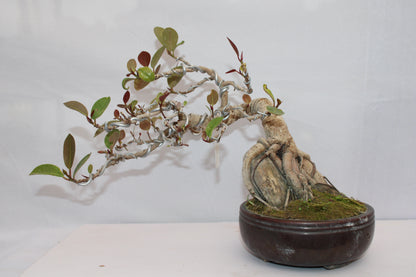 Australian Silver Ficus Bonsai | Root Over Rock Bonsai Tree | Premium Wired Bonsai | Indoor Outdoor Decorative Plant