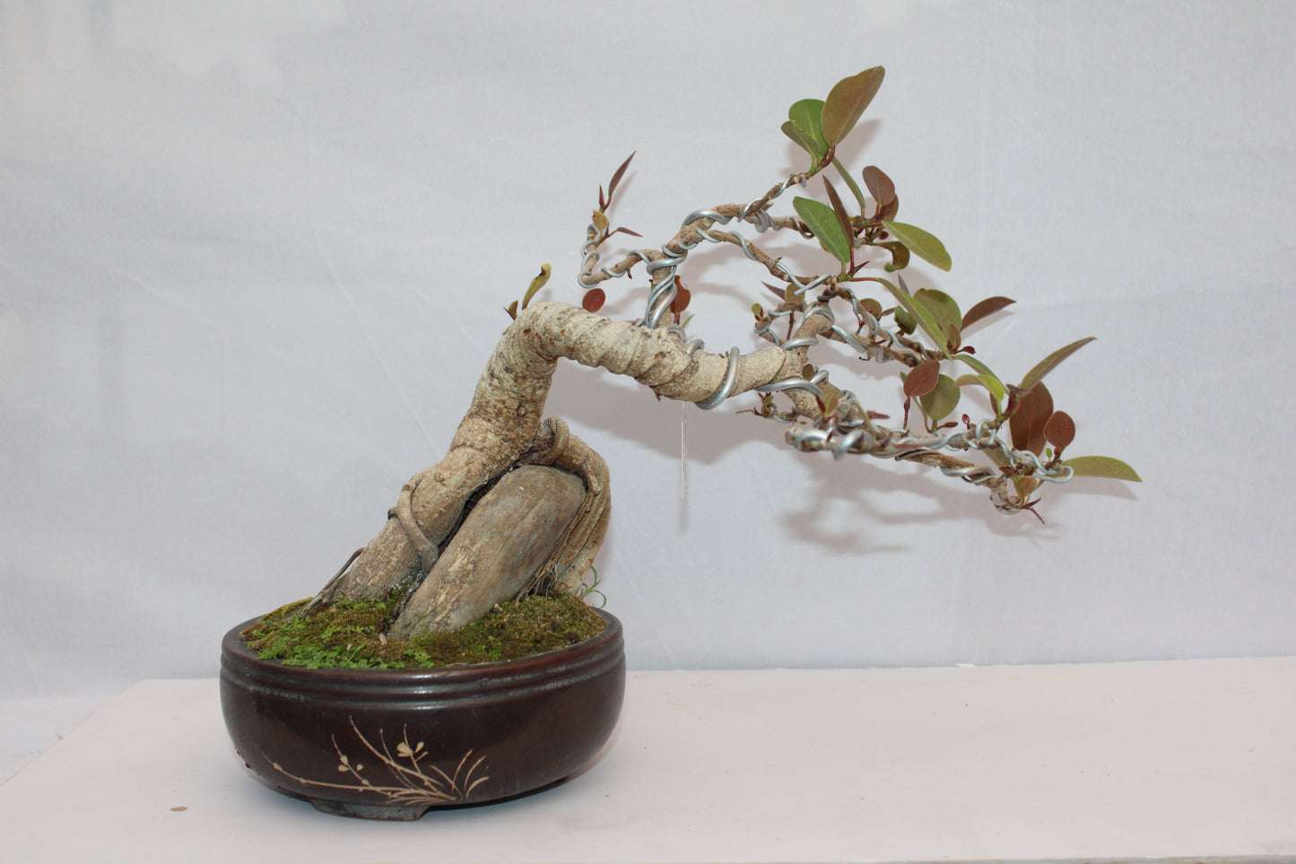 Australian Silver Ficus Bonsai | Root Over Rock Bonsai Tree | Premium Wired Bonsai | Indoor Outdoor Decorative Plant