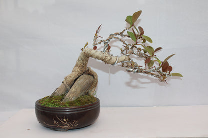 Australian Silver Ficus Bonsai | Root Over Rock Bonsai Tree | Premium Wired Bonsai | Indoor Outdoor Decorative Plant