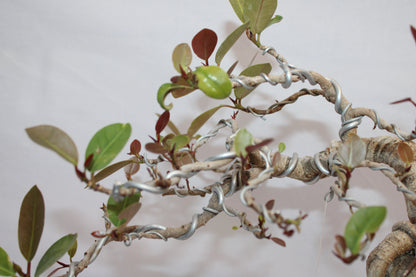 Australian Silver Ficus Bonsai | Root Over Rock Bonsai Tree | Premium Wired Bonsai | Indoor Outdoor Decorative Plant