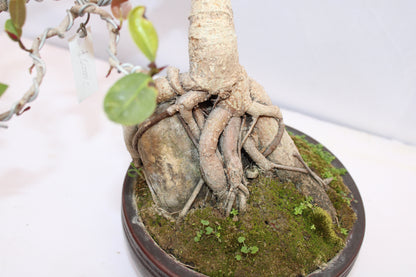 Australian Silver Ficus Bonsai | Root Over Rock Bonsai Tree | Premium Wired Bonsai | Indoor Outdoor Decorative Plant