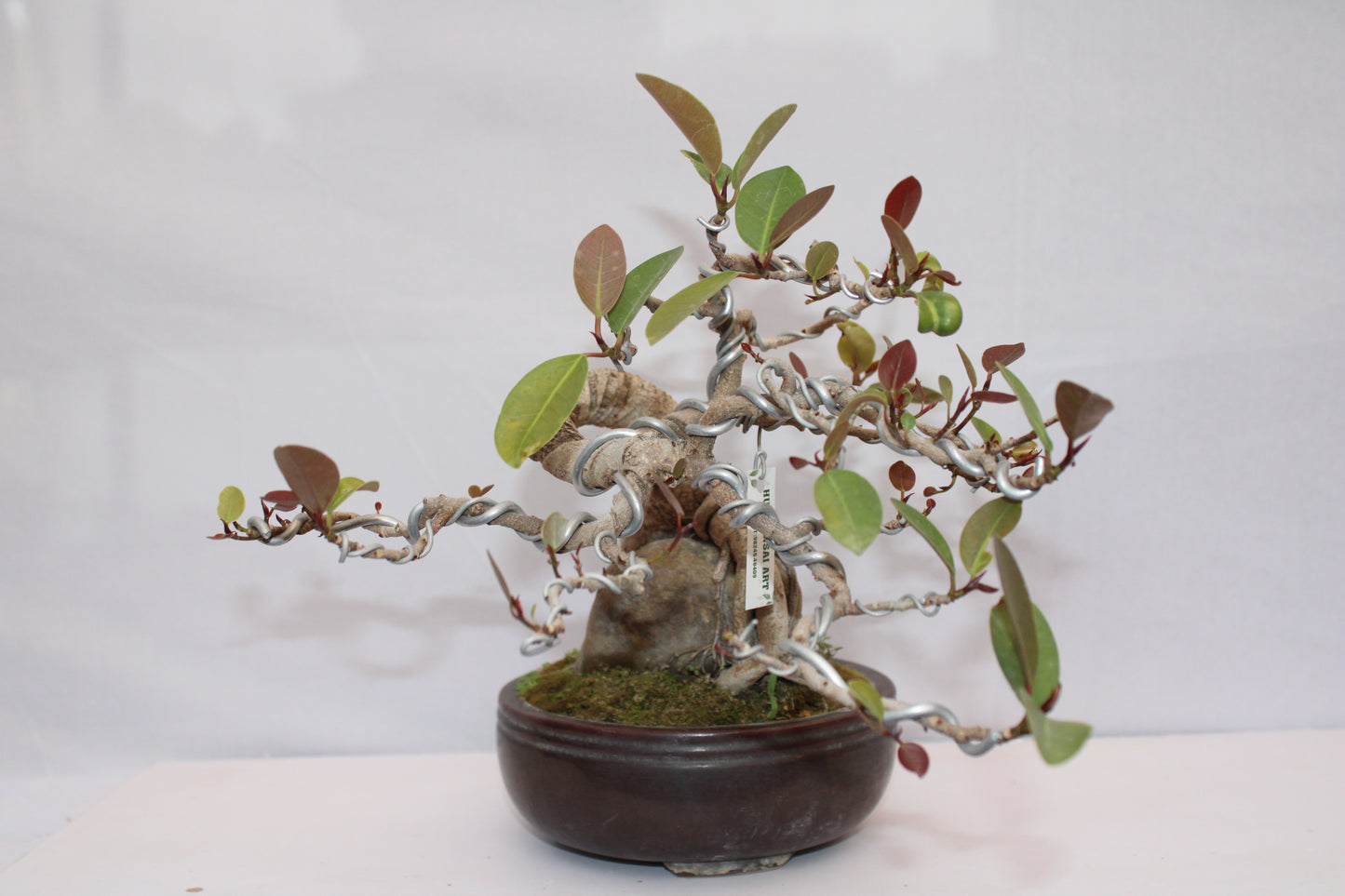 Australian Silver Ficus Bonsai | Root Over Rock Bonsai Tree | Premium Wired Bonsai | Indoor Outdoor Decorative Plant