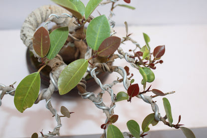 Australian Silver Ficus Bonsai | Root Over Rock Bonsai Tree | Premium Wired Bonsai | Indoor Outdoor Decorative Plant