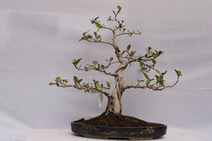 BONSAI AUSTRALIAN SILVER FICUS