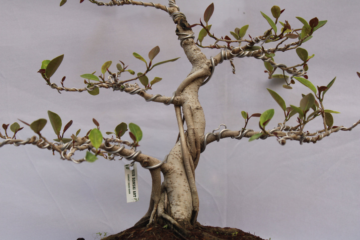 BONSAI AUSTRALIAN SILVER FICUS