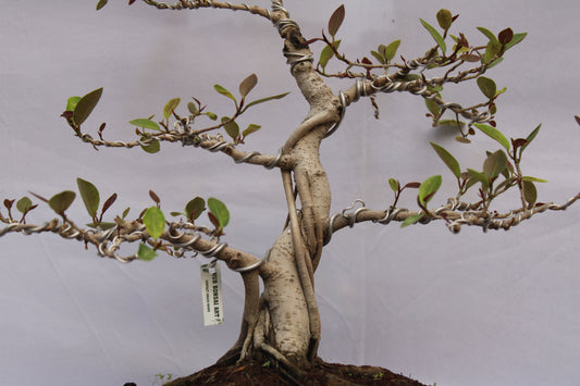 BONSAI AUSTRALIAN SILVER FICUS
