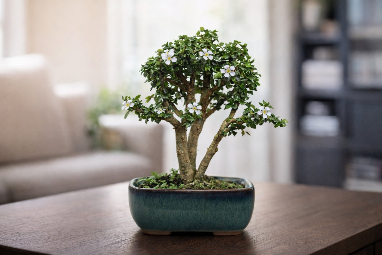 Malpighia Coccigera Mame Bonsai | Mini Flowering Bonsai Tree | Indoor/Outdoor Decorative Plant with White Flowers