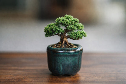 Vietnam Ceramic Mini Bonsai Pot | Glazed Round Small Planter | Premium Indoor Bonsai Pot