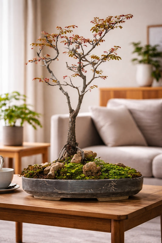 Indian Maple Bonsai Tree (Acer) – Handcrafted Artistic Bonsai with Seasonal Red Foliage | Premium Indoor/Outdoor Décor