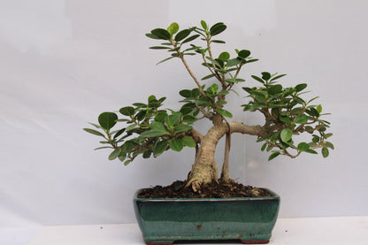 BONSAI FICUS LONG ISLAND