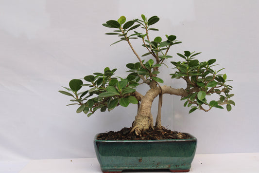 BONSAI FICUS LONG ISLAND