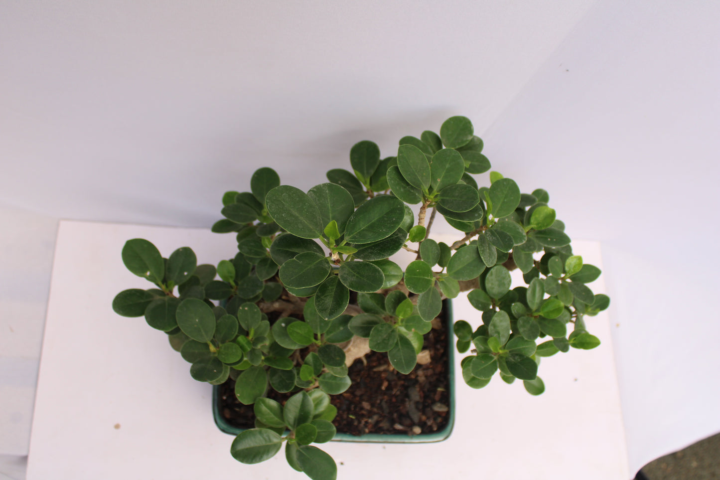 BONSAI FICUS LONG ISLAND