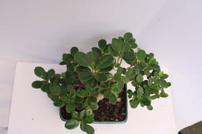 BONSAI FICUS LONG ISLAND