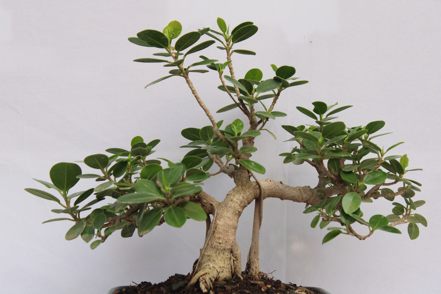 BONSAI FICUS LONG ISLAND