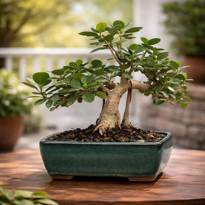 Ficus Long Island Bonsai Tree | Indoor Decorative Bonsai | Premium Ceramic Pot | Easy Care Live Plant