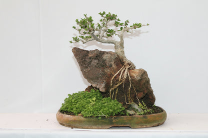 Premna Bonsai (Root Over Rock Style) – Handcrafted Miniature Tree with Natural Stone Landscape | Premium Indoor/Outdoor Décor