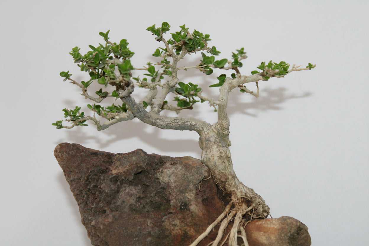 Premna Bonsai (Root Over Rock Style) – Handcrafted Miniature Tree with Natural Stone Landscape | Premium Indoor/Outdoor Décor