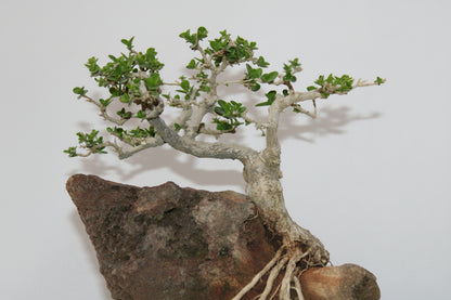 Premna Bonsai (Root Over Rock Style) – Handcrafted Miniature Tree with Natural Stone Landscape | Premium Indoor/Outdoor Décor