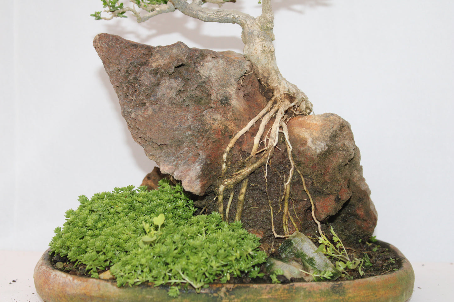 Premna Bonsai (Root Over Rock Style) – Handcrafted Miniature Tree with Natural Stone Landscape | Premium Indoor/Outdoor Décor