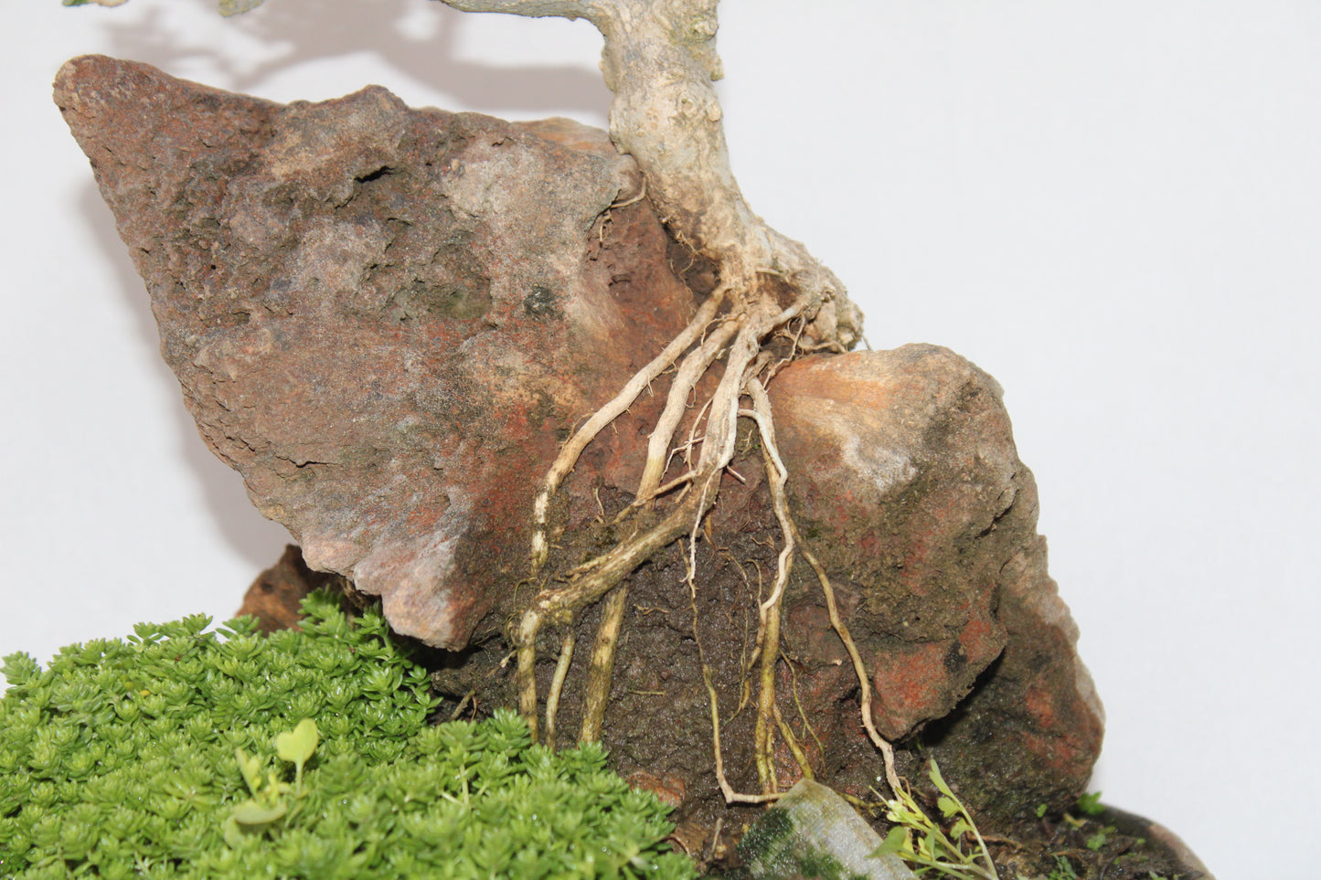 Premna Bonsai (Root Over Rock Style) – Handcrafted Miniature Tree with Natural Stone Landscape | Premium Indoor/Outdoor Décor