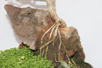 Premna Bonsai (Root Over Rock Style) – Handcrafted Miniature Tree with Natural Stone Landscape | Premium Indoor/Outdoor Décor