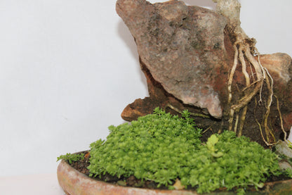 Premna Bonsai (Root Over Rock Style) – Handcrafted Miniature Tree with Natural Stone Landscape | Premium Indoor/Outdoor Décor