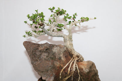 Premna Bonsai (Root Over Rock Style) – Handcrafted Miniature Tree with Natural Stone Landscape | Premium Indoor/Outdoor Décor