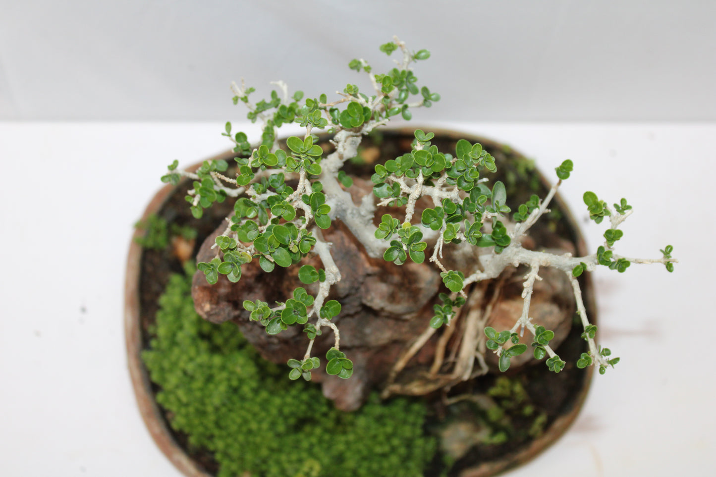 Premna Bonsai (Root Over Rock Style) – Handcrafted Miniature Tree with Natural Stone Landscape | Premium Indoor/Outdoor Décor