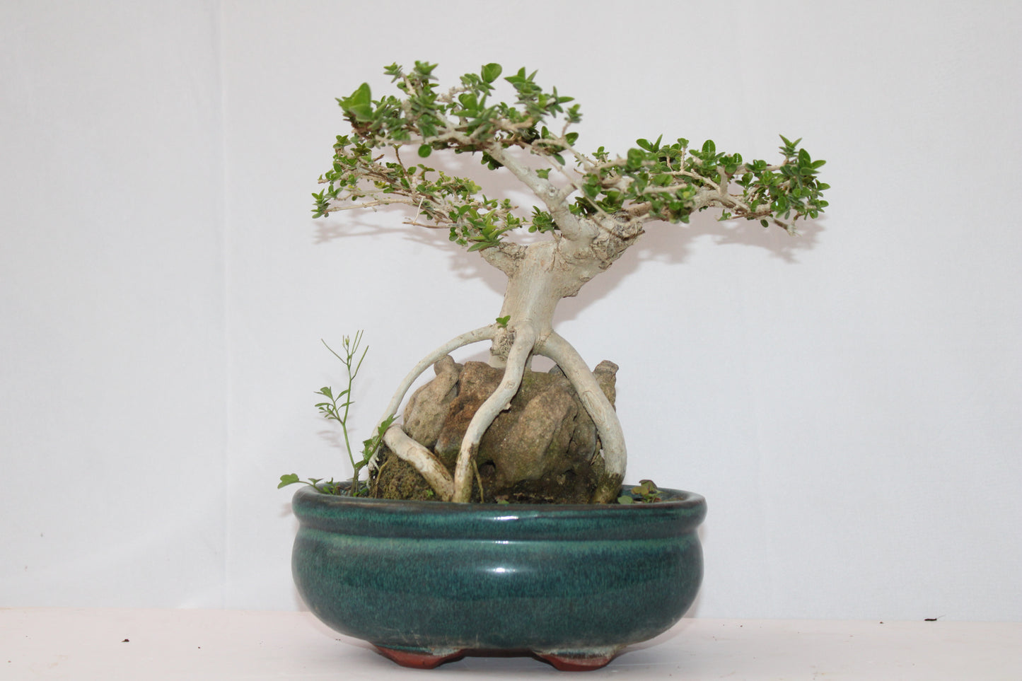 Premium Premna Bonsai Tree – Root Over Rock Style | Live Mini Bonsai Plant in Ceramic Pot | Indoor Outdoor Decorative Plant