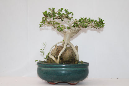 Premium Premna Bonsai Tree – Root Over Rock Style | Live Mini Bonsai Plant in Ceramic Pot | Indoor Outdoor Decorative Plant
