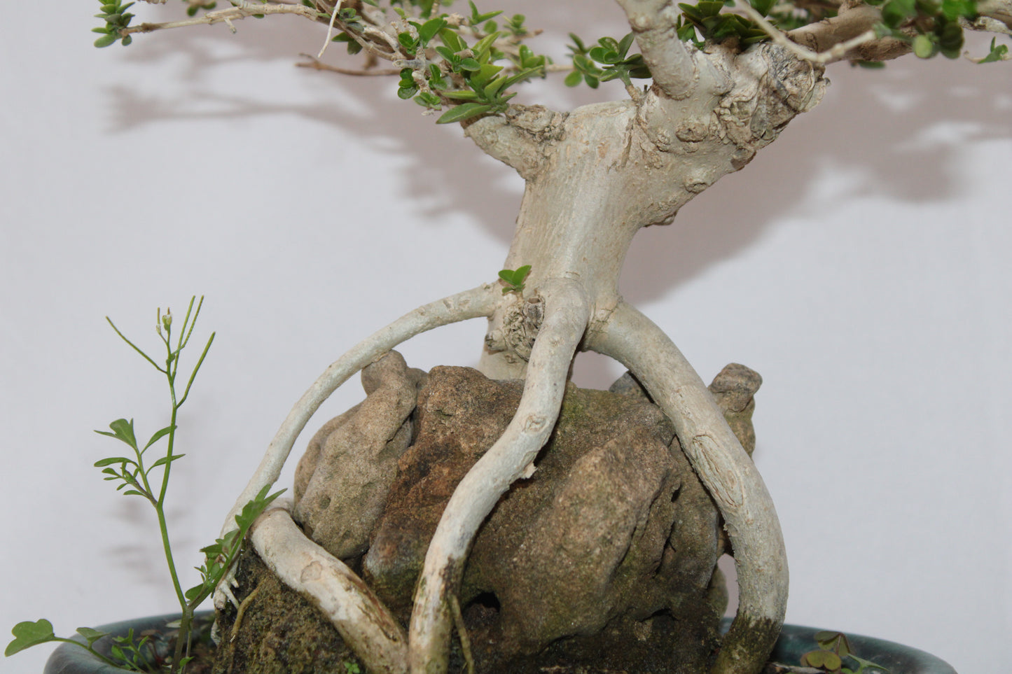Premium Premna Bonsai Tree – Root Over Rock Style | Live Mini Bonsai Plant in Ceramic Pot | Indoor Outdoor Decorative Plant
