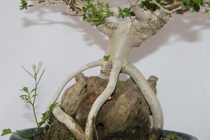 Premium Premna Bonsai Tree – Root Over Rock Style | Live Mini Bonsai Plant in Ceramic Pot | Indoor Outdoor Decorative Plant