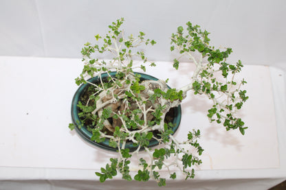Premium Premna Bonsai Tree – Root Over Rock Style | Live Mini Bonsai Plant in Ceramic Pot | Indoor Outdoor Decorative Plant