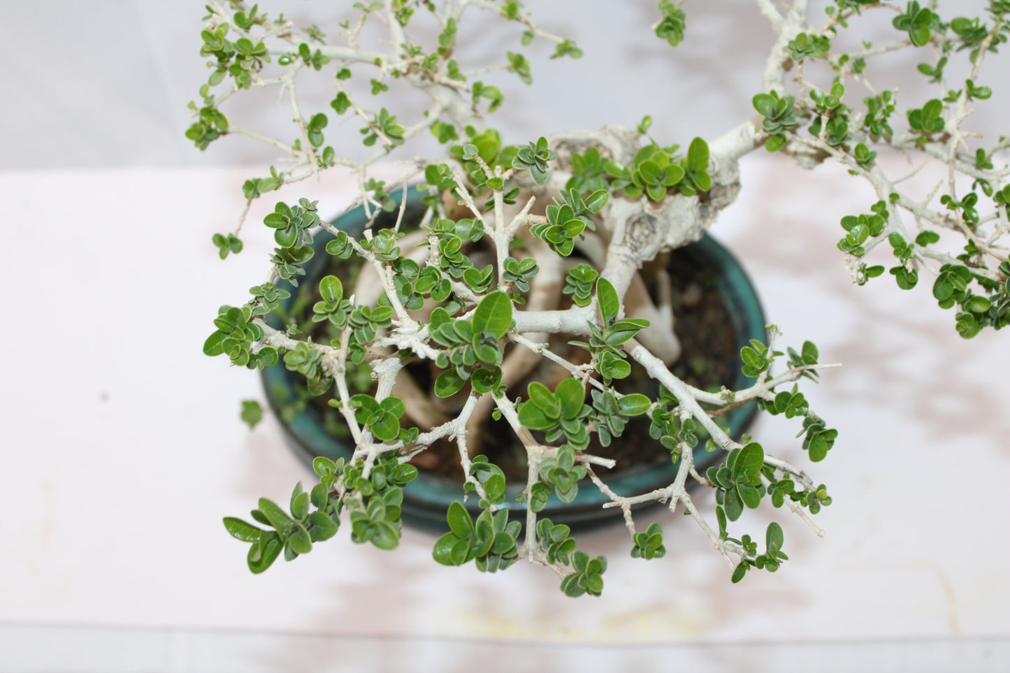Premium Premna Bonsai Tree – Root Over Rock Style | Live Mini Bonsai Plant in Ceramic Pot | Indoor Outdoor Decorative Plant