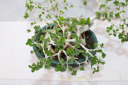 Premium Premna Bonsai Tree – Root Over Rock Style | Live Mini Bonsai Plant in Ceramic Pot | Indoor Outdoor Decorative Plant