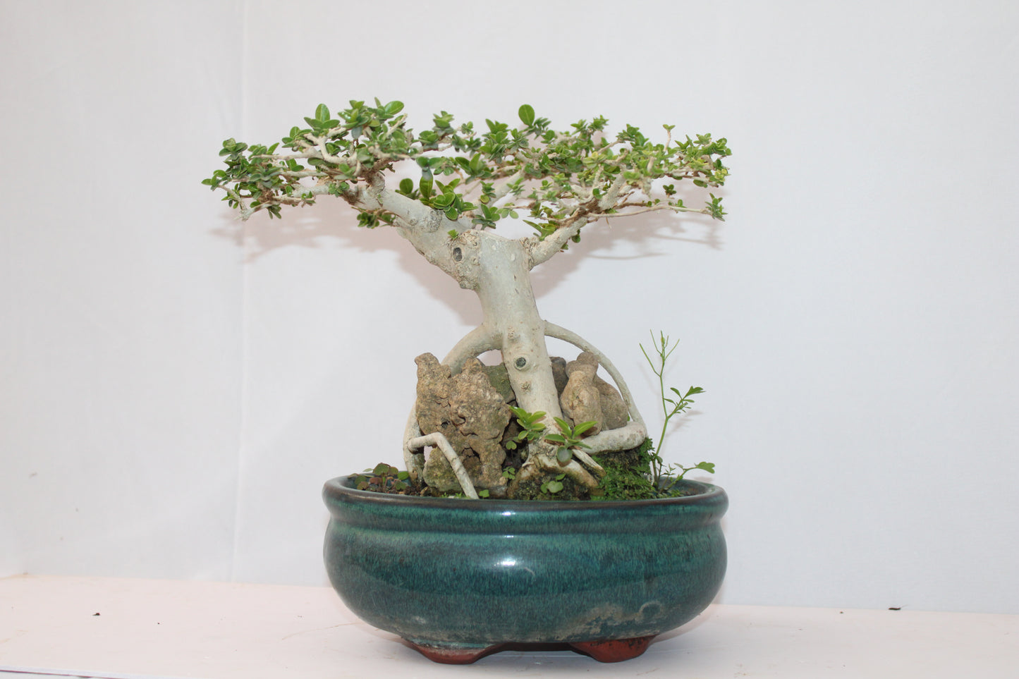 Premium Premna Bonsai Tree – Root Over Rock Style | Live Mini Bonsai Plant in Ceramic Pot | Indoor Outdoor Decorative Plant