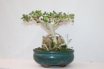 Premium Premna Bonsai Tree – Root Over Rock Style | Live Mini Bonsai Plant in Ceramic Pot | Indoor Outdoor Decorative Plant