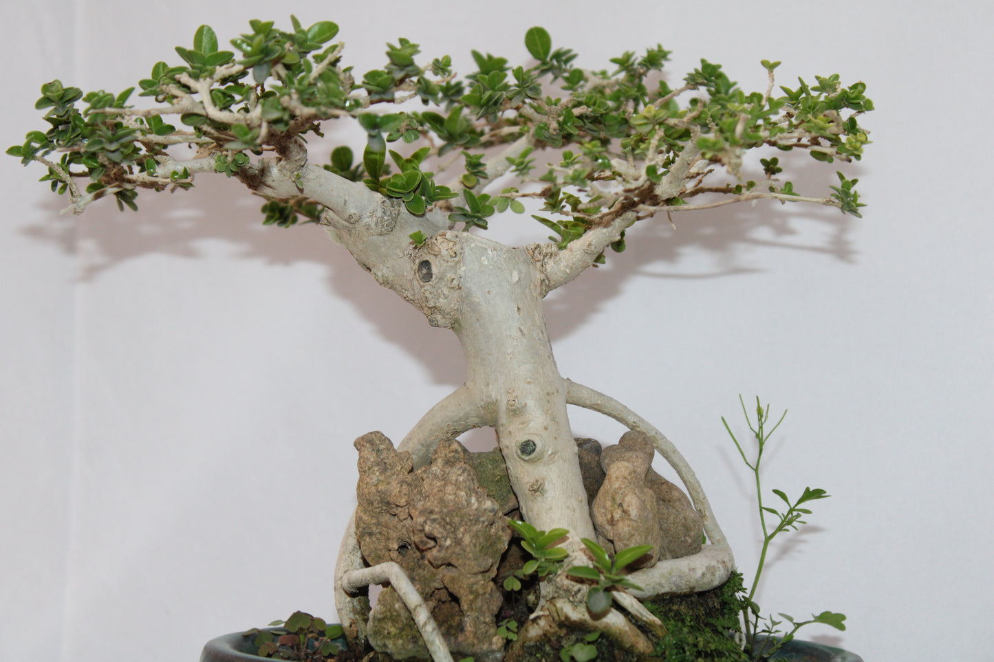 Premium Premna Bonsai Tree – Root Over Rock Style | Live Mini Bonsai Plant in Ceramic Pot | Indoor Outdoor Decorative Plant
