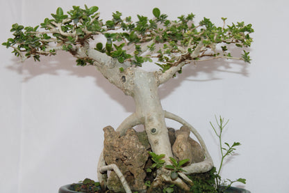 Premium Premna Bonsai Tree – Root Over Rock Style | Live Mini Bonsai Plant in Ceramic Pot | Indoor Outdoor Decorative Plant