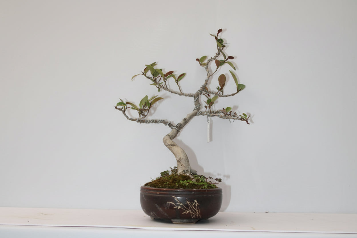 Australian Silver Ficus Bonsai – Wired Artistic Shape | Live Bonsai Tree with Ceramic Pot | Premium Indoor Outdoor Plant