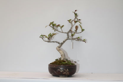 Australian Silver Ficus Bonsai – Wired Artistic Shape | Live Bonsai Tree with Ceramic Pot | Premium Indoor Outdoor Plant