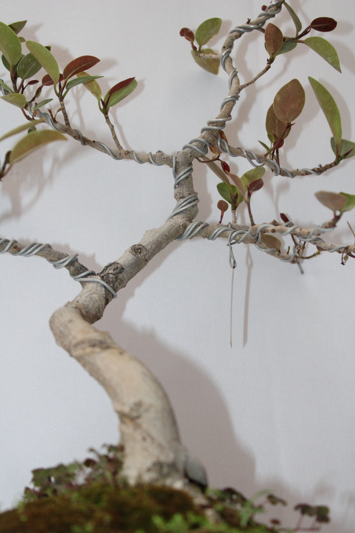 Australian Silver Ficus Bonsai – Wired Artistic Shape | Live Bonsai Tree with Ceramic Pot | Premium Indoor Outdoor Plant
