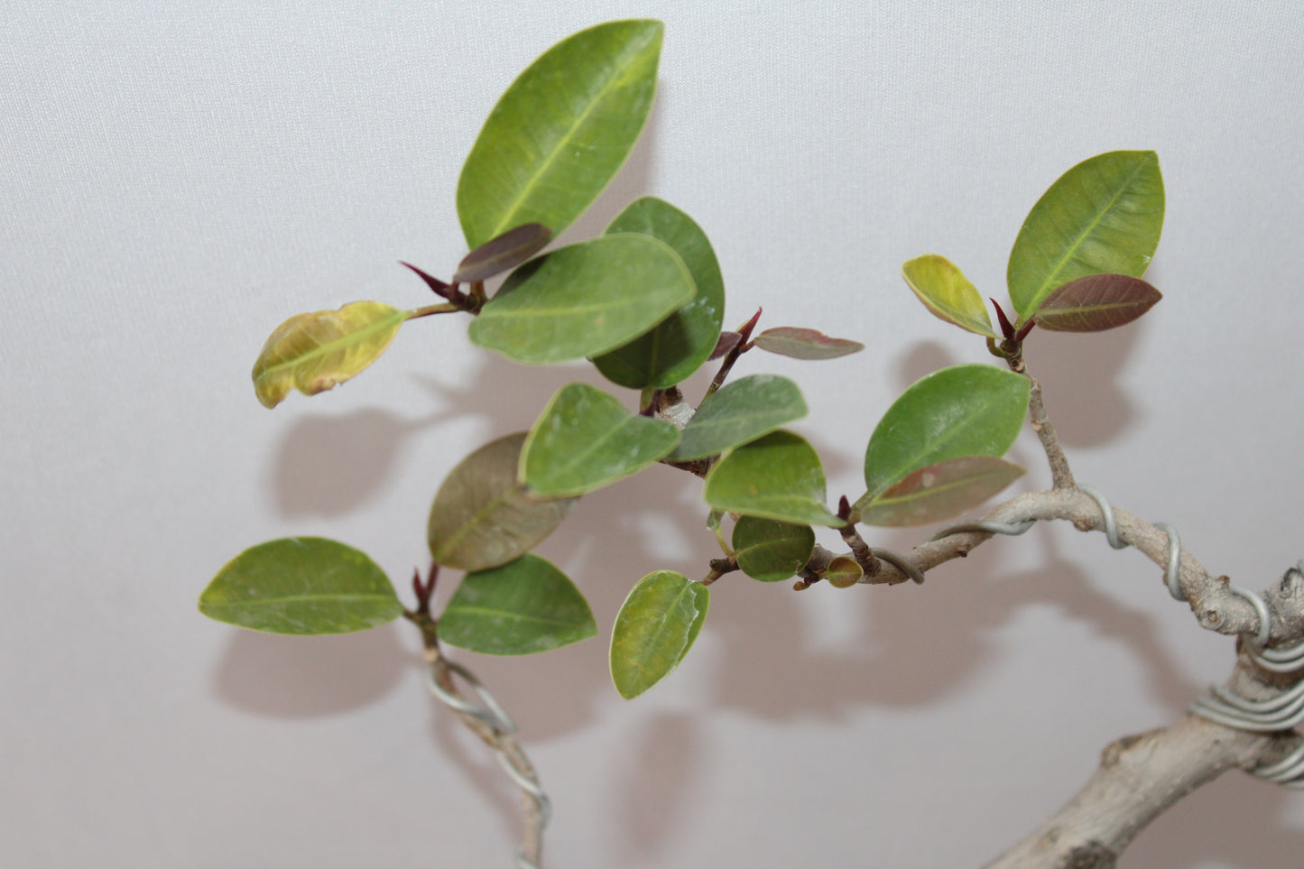 Australian Silver Ficus Bonsai – Wired Artistic Shape | Live Bonsai Tree with Ceramic Pot | Premium Indoor Outdoor Plant