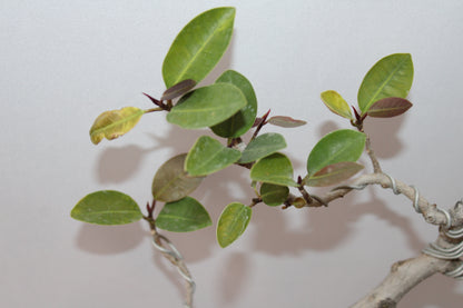 Australian Silver Ficus Bonsai – Wired Artistic Shape | Live Bonsai Tree with Ceramic Pot | Premium Indoor Outdoor Plant